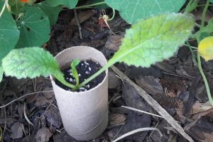 https://misvegetalesorganicos.com/product/planta-de-mostaza-en-macetero-biodegradable/