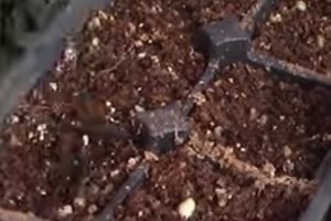 Cómo plantar Acelgas en macetas