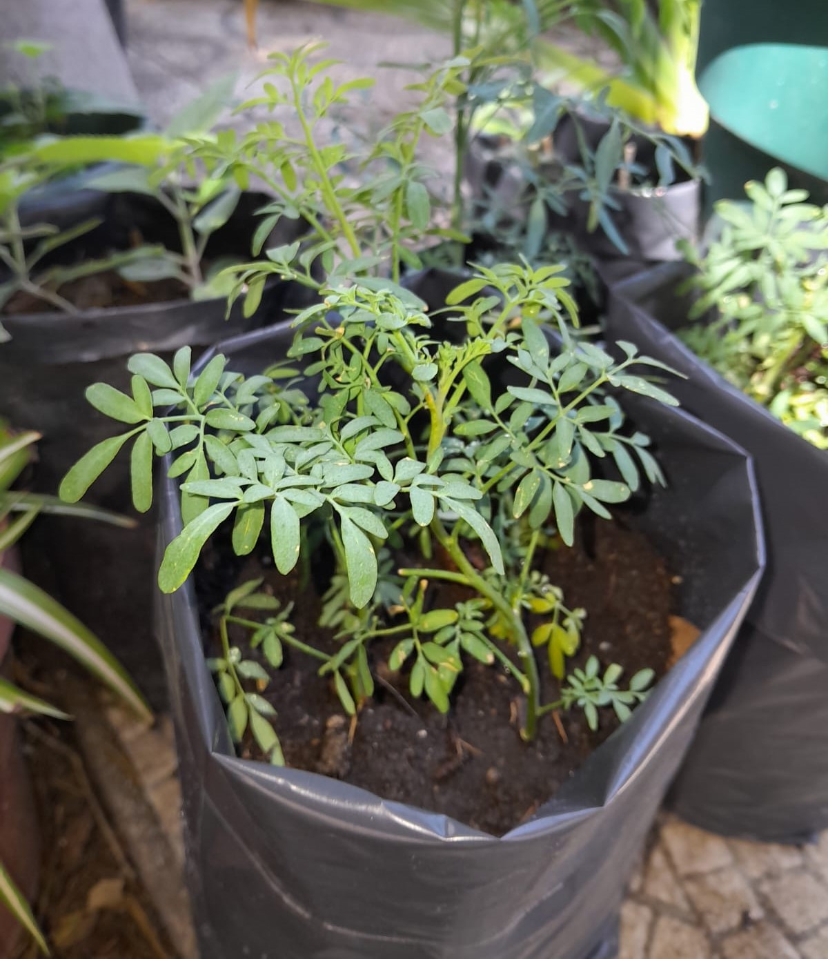 Ruda Hembra