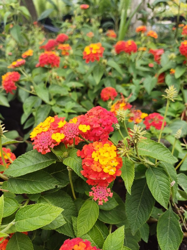 Planta Lantana